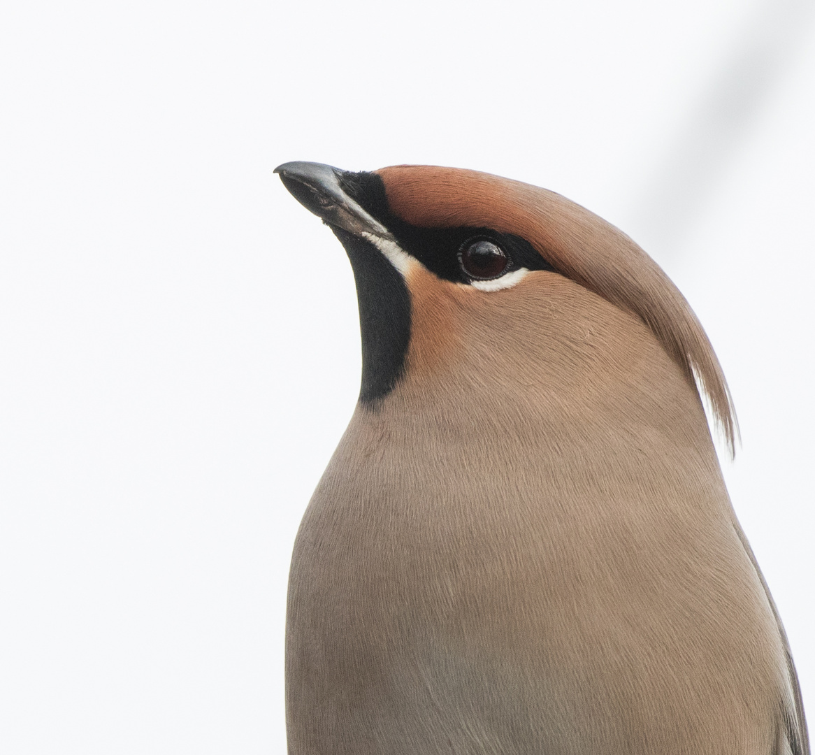 Seidenschwanz Portrait