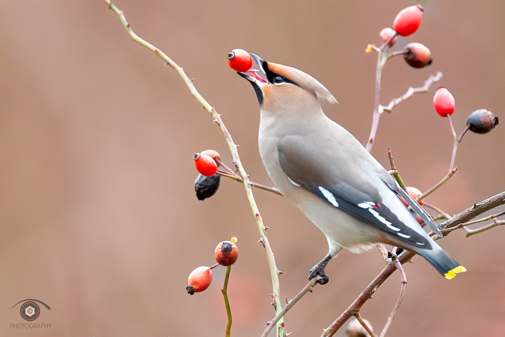 Seidenschwanz...(waxwing)