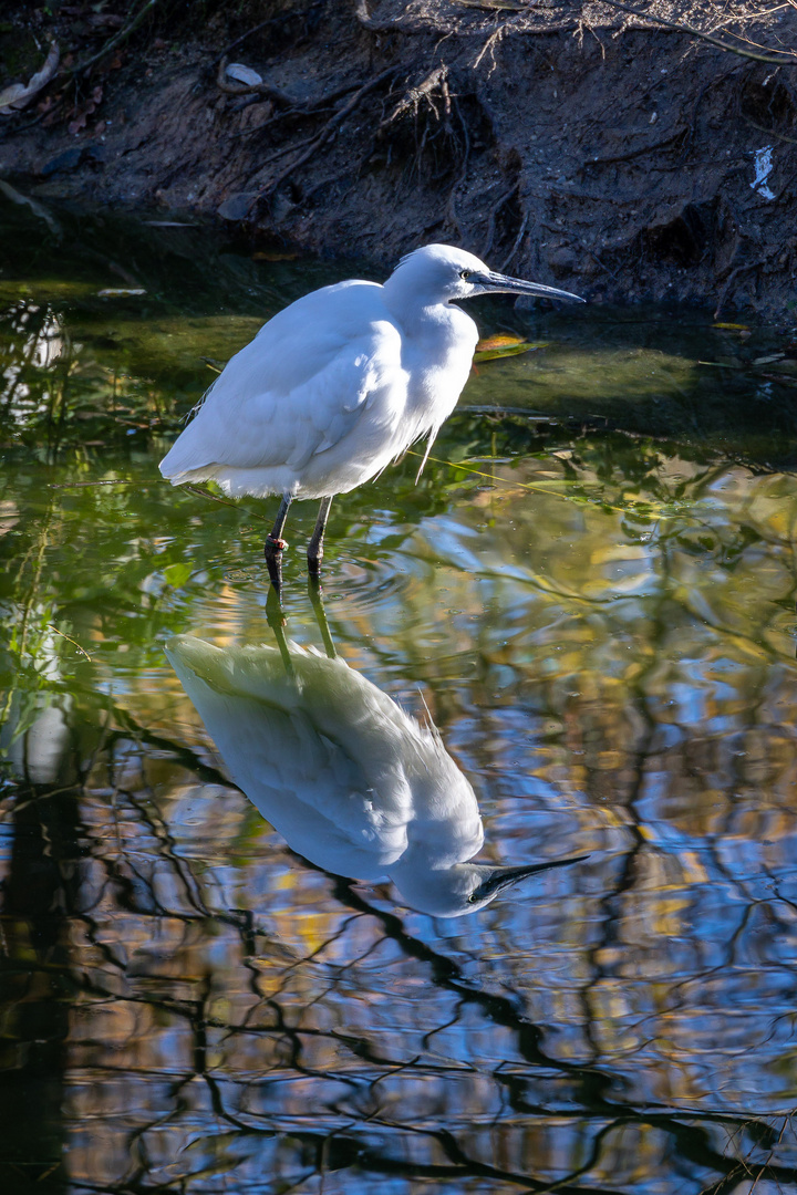 Seidenseiher  (Egretta garzetta)