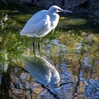 Seidenseiher  (Egretta garzetta)