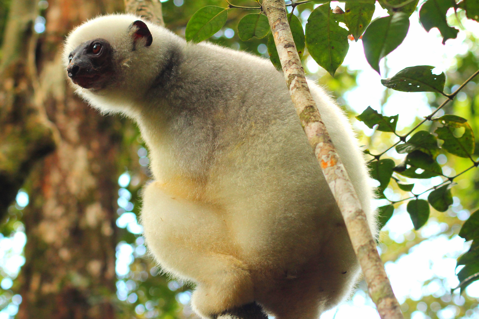 Seidensifaka