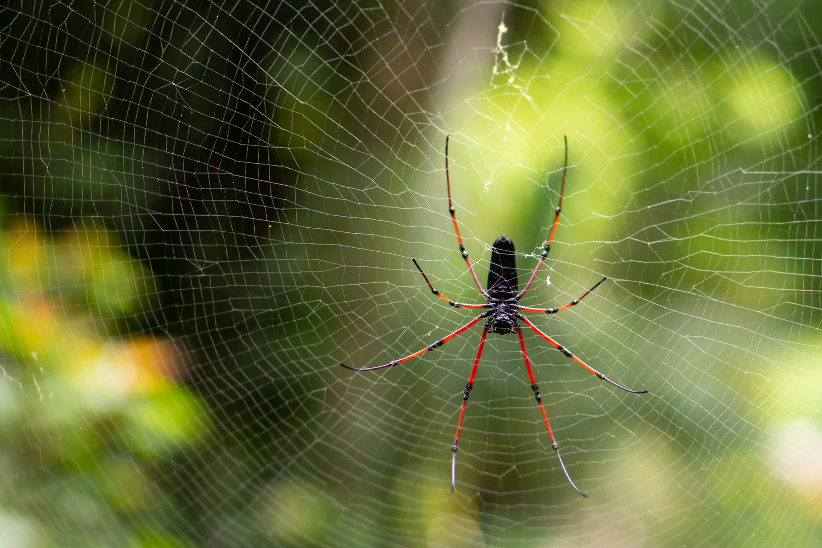 Seidenspinne