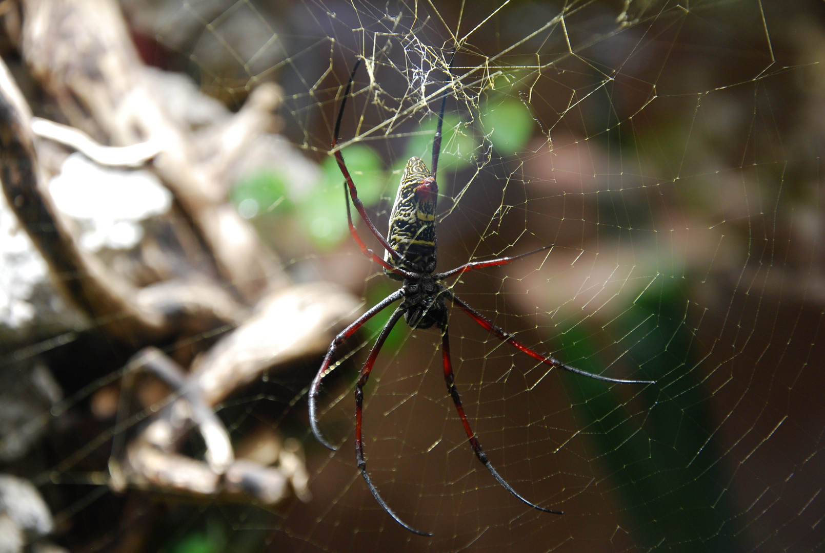 Seidenspinne 1 / Golden Silk Orb-weaver 1