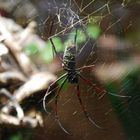 Seidenspinne 1 / Golden Silk Orb-weaver 1