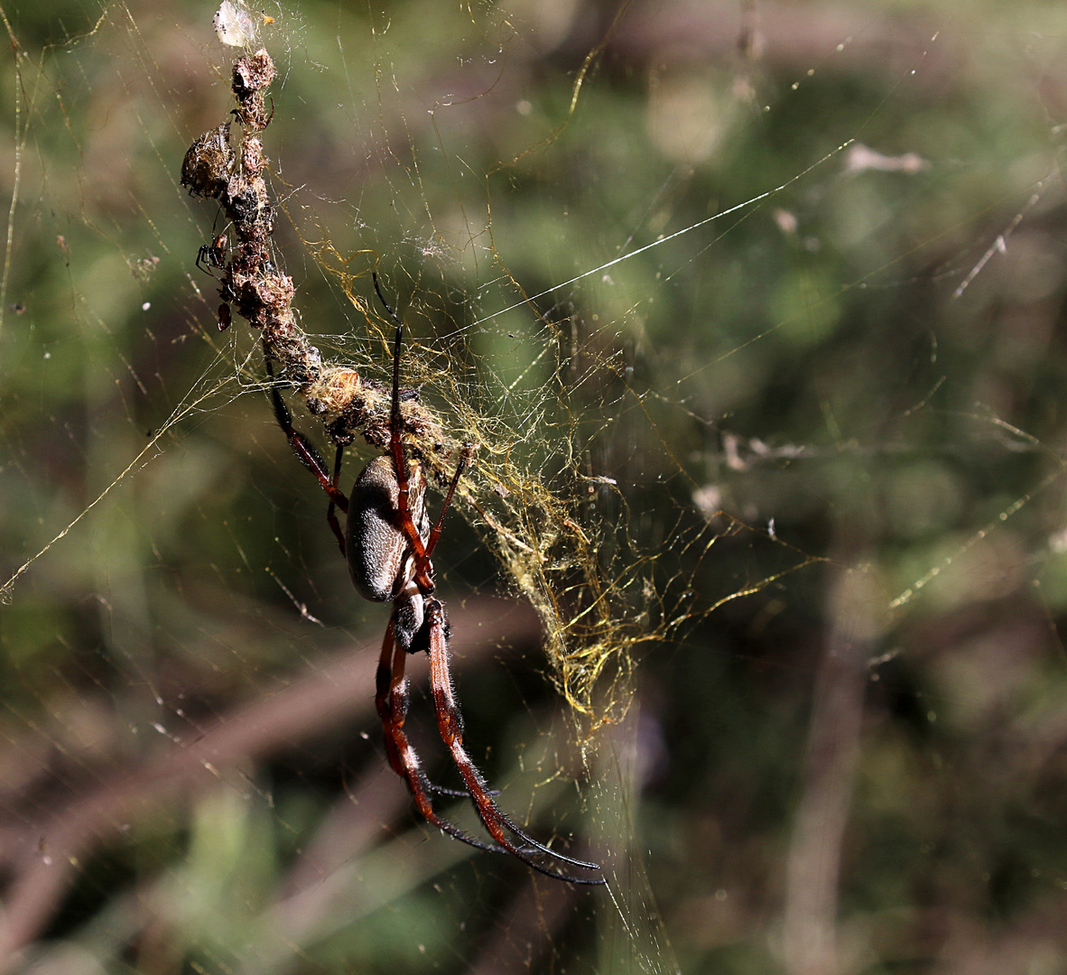 Seidenspinne (2) Foto & Bild Bilder auf