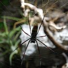 Seidenspinne 2 / Golden Silk Orb-weaver 2