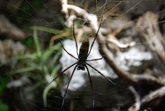 Seidenspinne 2 / Golden Silk Orb-weaver 2