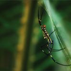 Seidenspinne