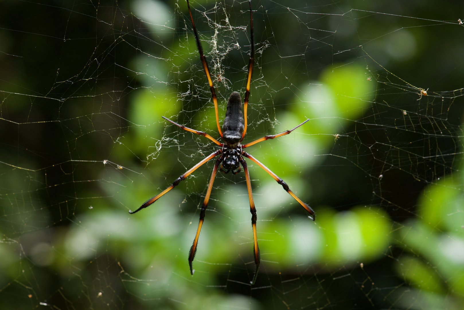 Seidenspinne