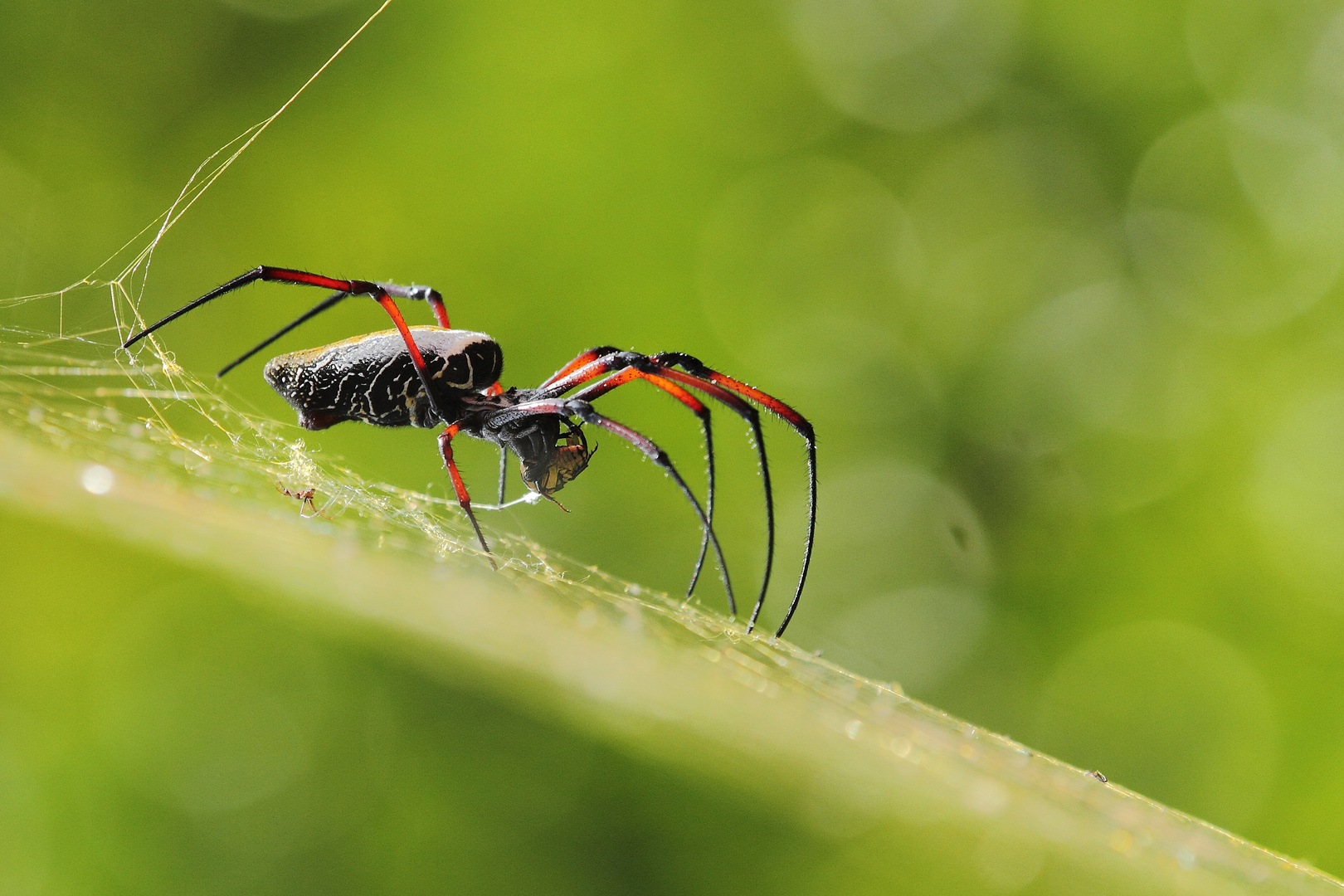 Seidenspinne