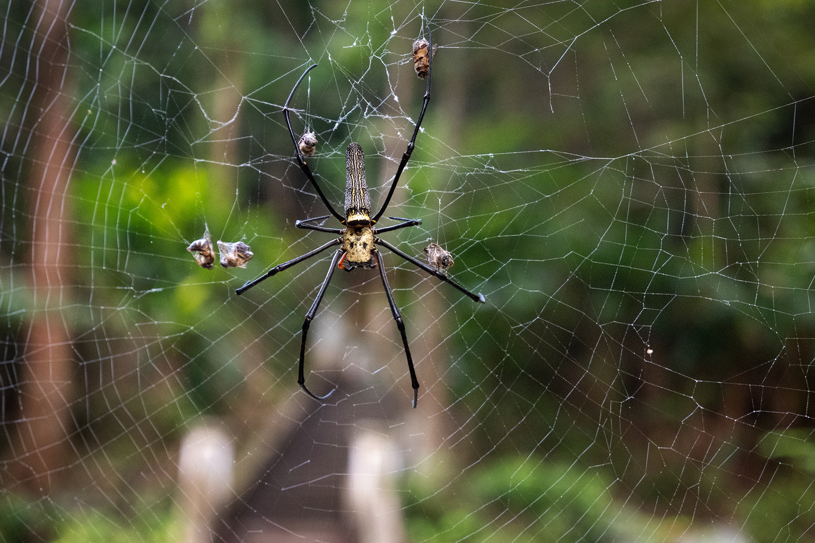 Seidenspinne