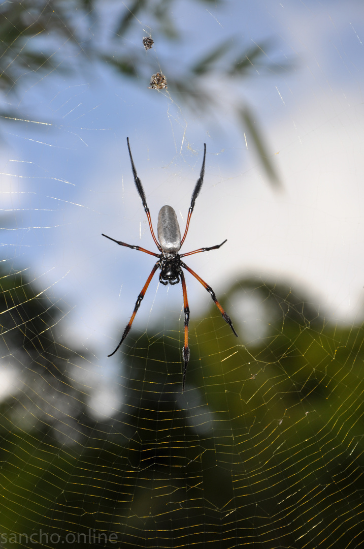 Seidenspinne