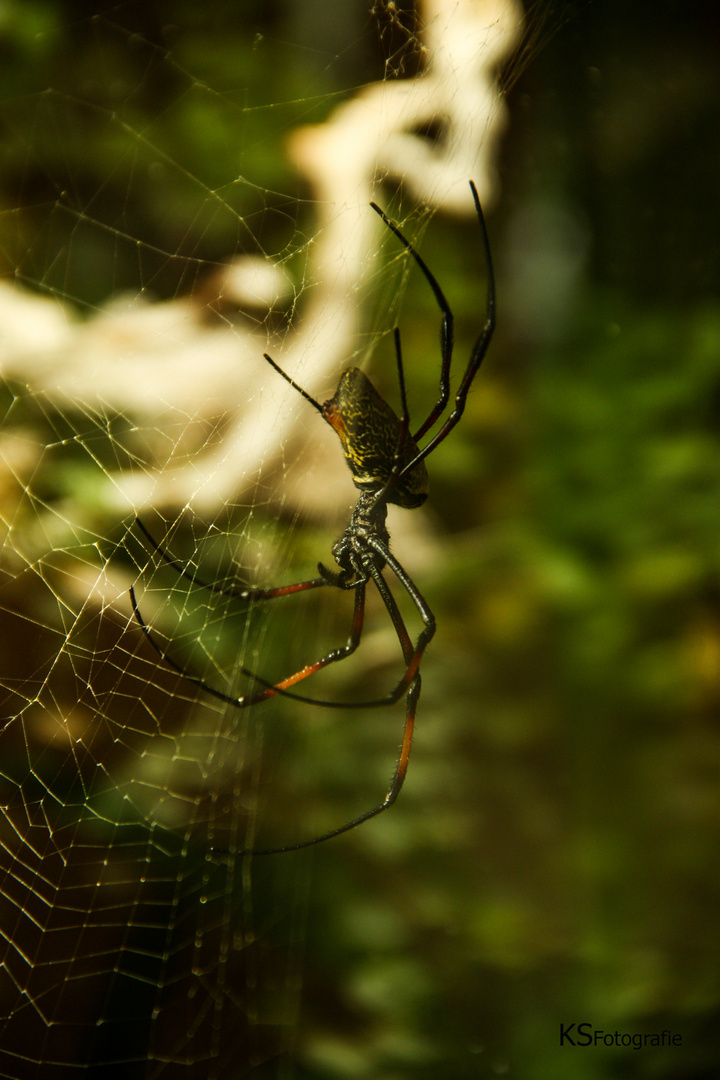 Seidenspinne im Netz