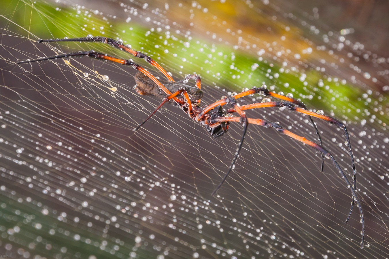 Seidenspinne im Regen