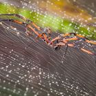 Seidenspinne im Regen