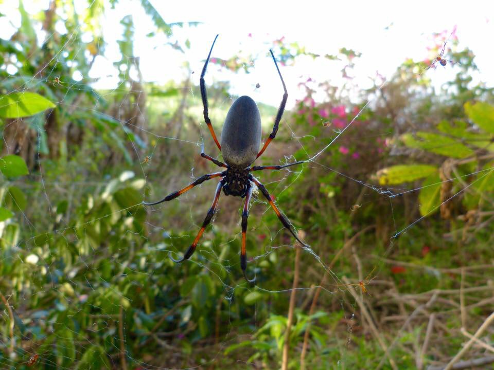 Seidenspinne in groß und klein