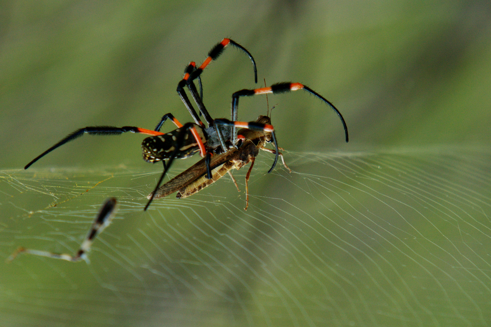 Seidenspinne mit Heuschrecke