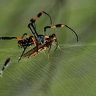 Seidenspinne mit Heuschrecke