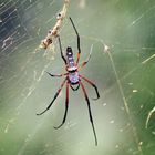 ...Seidenspinne (Nephila inaurata madagascariensis)....