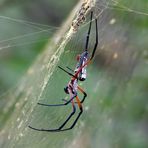 ...Seidenspinne (Nephila inaurata madagascariensis)..Nr.2..