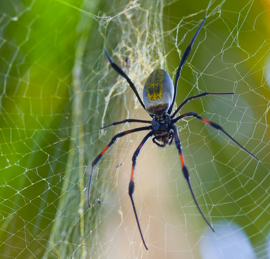 Seidenspinne (Nephila inaurata), Mauritius