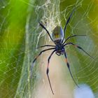 Seidenspinne (Nephila inaurata), Mauritius