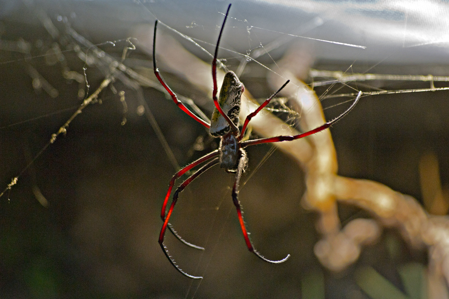 Seidenspinne (Nephila madagascariensis)