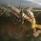 Seidenspinne (Nephila madagascariensis)