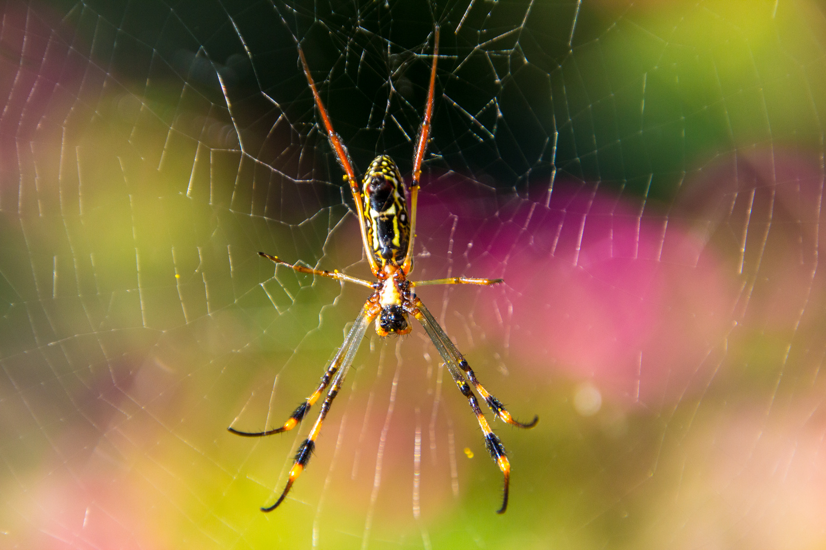 Seidenspinne (Nephila), Namibia