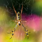 Seidenspinne (Nephila), Namibia