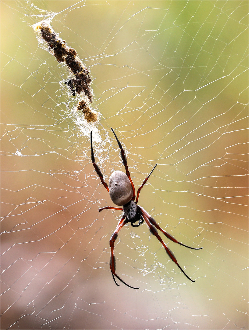 Seidenspinne und ihre Beute