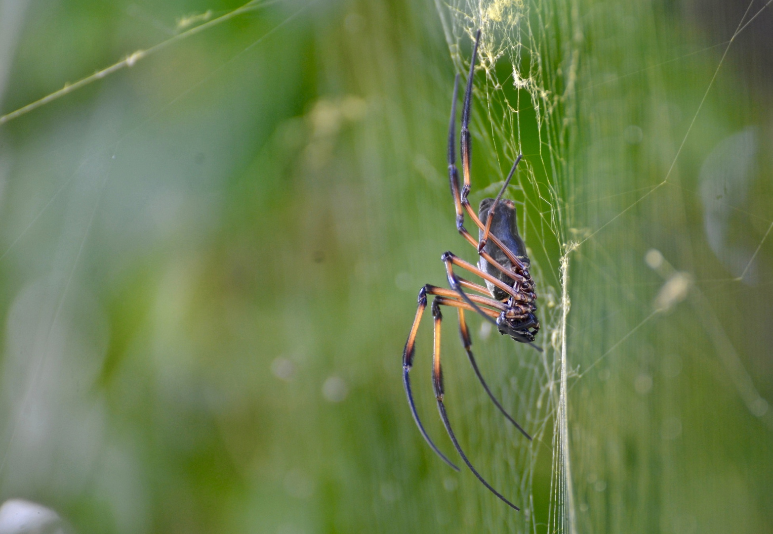 Seidenspinne, Weibchen