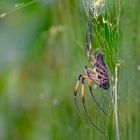 Seidenspinne, Weibchen