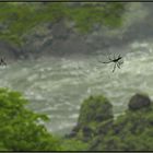 Seidenspinnen am Iguacu