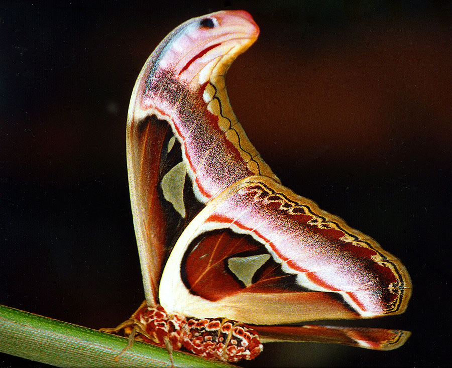 Seidenspinner (Attacus atlas)