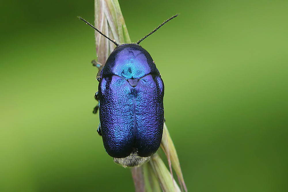 Seidig blau