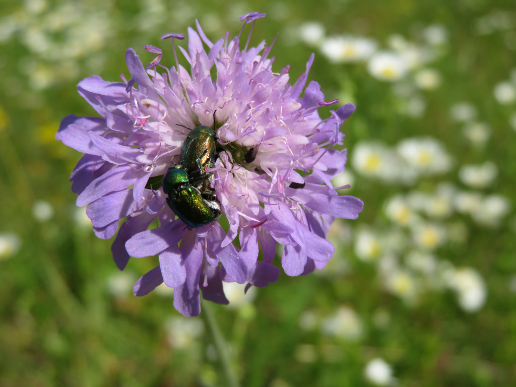 seidige Fallkäfer- Cryptocephalus sericeus