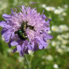 seidige Fallkäfer- Cryptocephalus sericeus