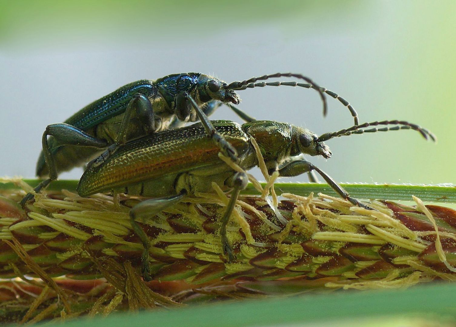 Seidige Rohrkäfer (Plateumaris sericea)