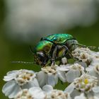 Seidiger Fallkäfer