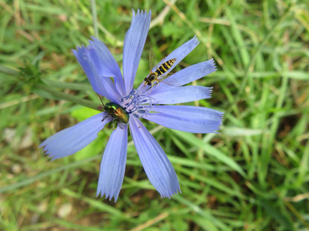 seidiger Fallkäfer  und Schwebfliege  