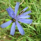 seidiger Fallkäfer  und Schwebfliege  