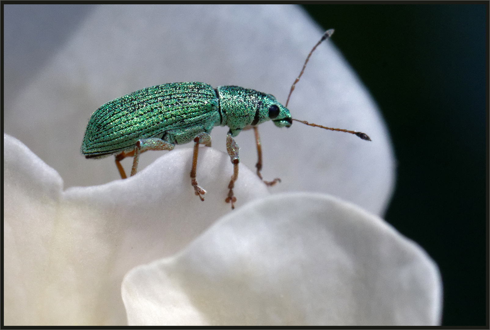 Seidiger Glanzrüssler (Polydrusus formosus)