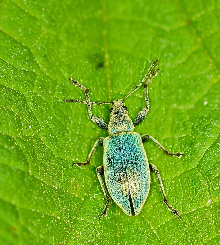 Seidiger Glanzrüssler (Polydrusus formosus)