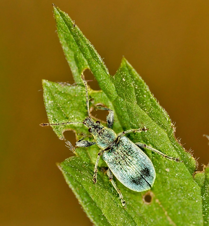 Seidiger Glanzrüssler (Polydrusus formosus)2