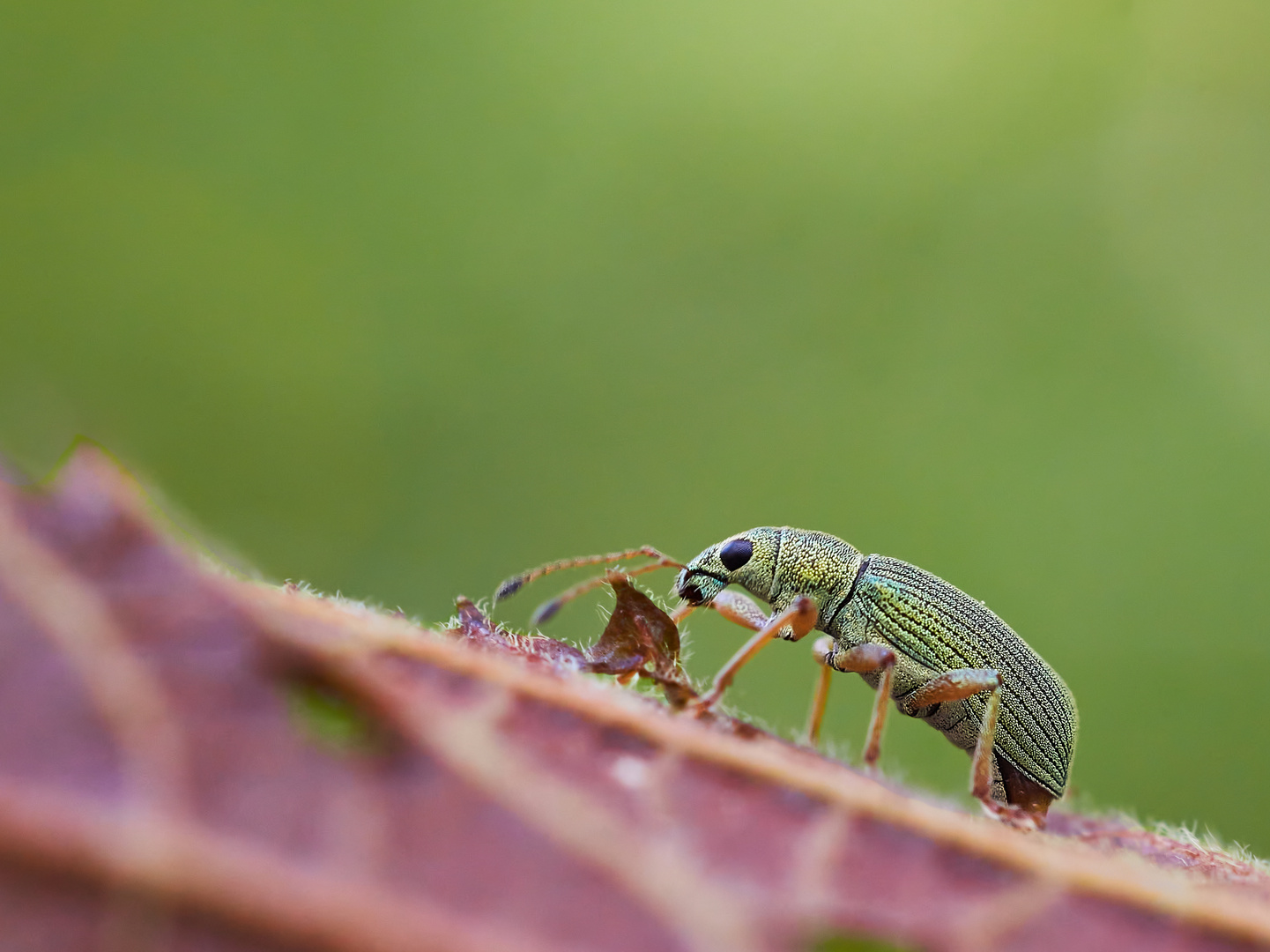 Seidiger Glanzrüssler (Polydrusus sericeus)