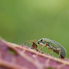 Seidiger Glanzrüssler (Polydrusus sericeus)