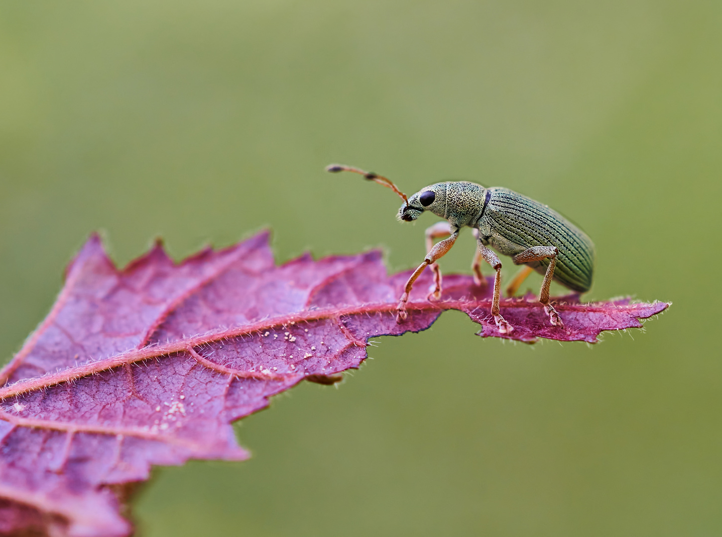  Seidiger Glanzrüssler (Polydrusus sericeus)