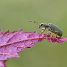  Seidiger Glanzrüssler (Polydrusus sericeus)