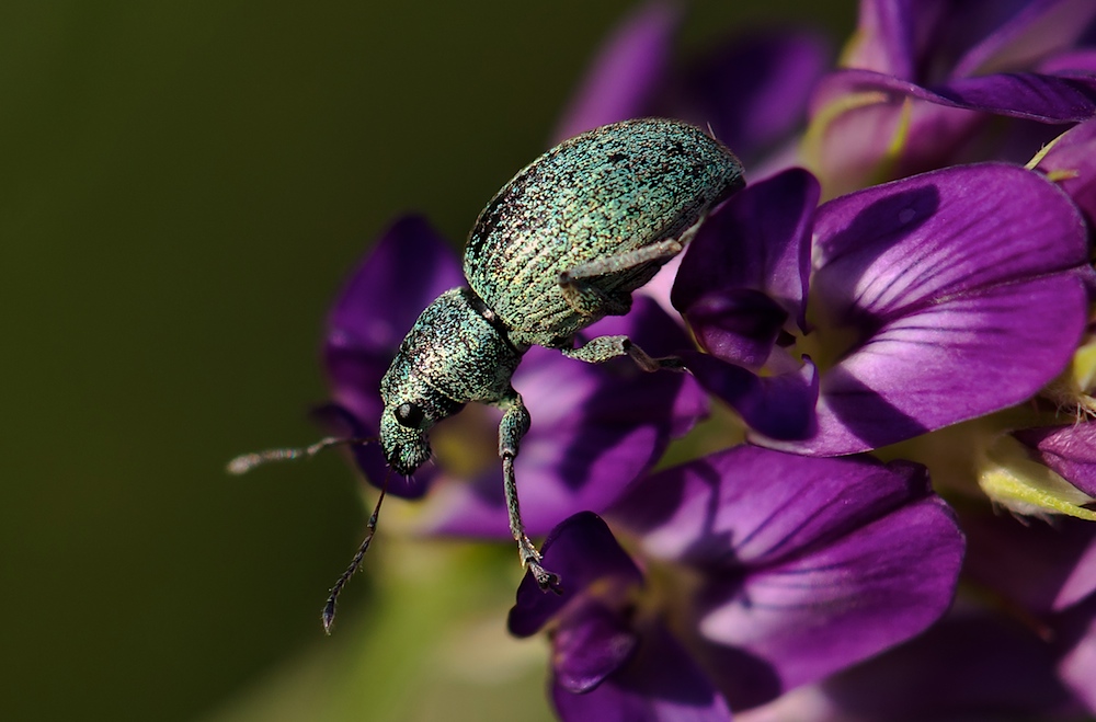 Seidiger Glanzrüssler (Polydrusus sericeus)